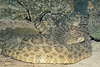 Prairie rattlesnake (Crotalus viridis)