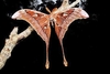 Hercules moth (Coscinocera hercules)