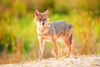 Golden jackal (Canis aureus)