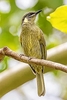 Lewin's honeyeater (Meliphaga lewinii)