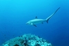 Common thresher shark (Alopias vulpinus)