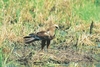 Western marsh harrier (Circus aeruginosus)
