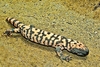 Gila monster