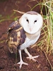 Eastern grass owl (Tyto longimembris)