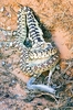 Gopher snake (Pituophis catenifer)