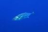 Striped bonito (Sarda orientalis)