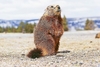 Yellow-bellied marmot (Marmota flaviventris)