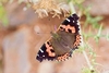 Canary red admiral (Vanessa vulcanica)