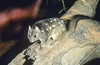 Western quoll (Dasyurus geoffroii)