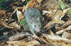 Polynesian rat (Rattus exulans)