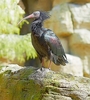 Hermit ibis (Geronticus eremita)