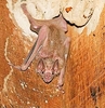 White-winged vampire bat (Diaemus youngi)