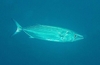 Australian bonito (Sarda australis)