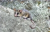 Mountain pygmy possum (Burramys parvus)