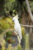 Sulphur-crested cockatoo (Cacatua galerita)