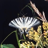 Scarce swallowtail (Iphiclides podalirius)
