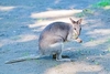Dusky pademelon (Thylogale brunii)