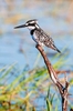 Pied kingfisher (Ceryle rudis)