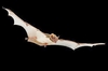 Mauritian tomb bat (Taphozous mauritianus)