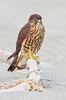 Merlin