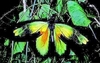 Victoria birdwing (Ornithoptera victoriae)