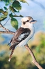 Laughing kookaburra (Dacelo novaeguineae)