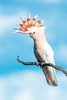 Major Mitchell's cockatoo (Lophochroa leadbeateri)