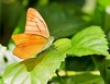 Orange albatross butterfly (Appias nero)