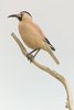 Xinjiang ground jay (Podoces biddulphi)