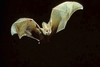 Ghost bat (Macroderma gigas)
