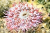 Dahlia anemone (Urticina felina)