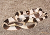 Malayan krait (Bungarus candidus)