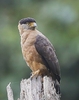Great Nicobar serpent eagle (Spilornis klossi)