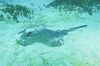 Eastern shovelnose stingaree (Trygonoptera imitata)