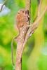Spectral tarsier (Tarsius tarsier)