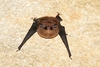 Pacific sheath-tailed bat (Emballonura semicaudata)