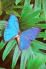 Giant blue morpho (Morpho didius)