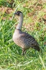 Nene