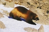 Wolverine (Gulo gulo)