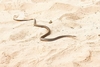 Galápagos racer (Pseudalsophis biserialis)