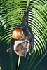 Mariana flying fox (Pteropus mariannus)