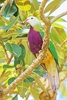Wompoo fruit dove (Ptilinopus magnificus)