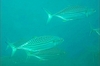 Leaping bonito (Cybiosarda elegans)