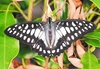 Common jay (Graphium doson)