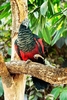 Pesquet's parrot (Psittrichas fulgidus)