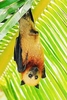 Aldabra flying fox (Pteropus aldabrensis)