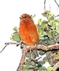 Hawaii akepa (Loxops coccineus)