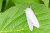 Virginian tiger moth (Spilosoma virginica)