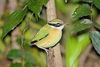 Indian pitta (Pitta brachyura)