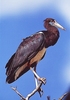 Abdim's stork (Ciconia abdimii)
